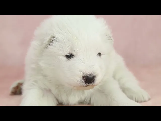 動画
