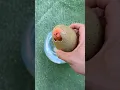 Download Lagu Hatching a Capybara!