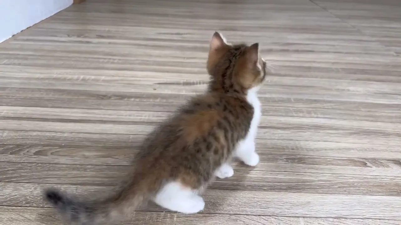 動画