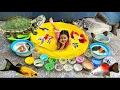 Ikan-ikan Meluncur ke Kolam Ikan Lele Pink, ikan bulu ayam, Koi, ikan Sapu-sapu, Molly \u0026 Kaviat
