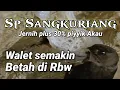Download Lagu Sp Sangkuriang, suara panggil walet birahi jernih plus 30% piyyik Akau