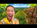 Is Bohol Worth Visiting Chocolate Hills Tarsiers More
