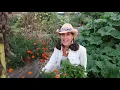 Download Lagu What you didn't know about Marigolds | GARDEN superstar!