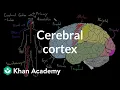 Cerebral cortex Organ Systems MCAT Khan Academy