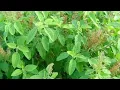 Lagu 5 Tips to Take Care of Tulsi Plant in Winter Season #youtubeshorts #shortsviral #viralvideos .