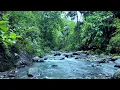Download Lagu Aliran Air yang Menenangkan dan Kicauan Burung ASMR | Pemandangan Suara Alami untuk Tidur, Belajar, dan Fokus yang Tenang
