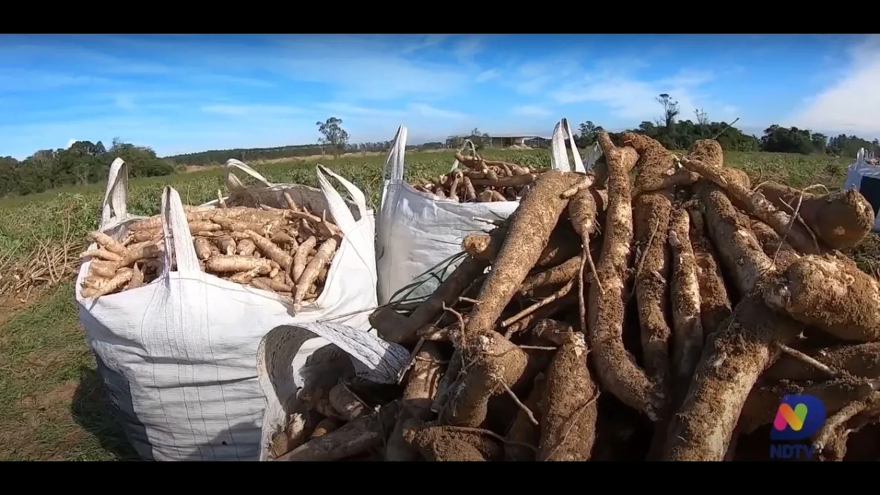 Agro Saúde e Cooperação: conheça o cultivo de mandioca em Santa Catarina