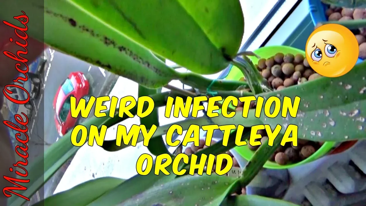 UNKOWN DISEASE, POSSIBLE VIRUS ON MY CATTLEYA ORCHID