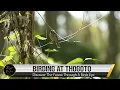 Lagu Birding Adventure at Thogoto Forest — Discovering 25+ Species