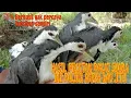 Download Lagu Suara pikat burung Ruak Ruak Rawa paling ampuh dan jitu