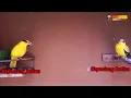 Download Lagu BURUNG KEPODANG JANTAN DAN BURUNG KEPODANG BETINA suara AMPUH buat pancingan podang agar ikut BUNYI