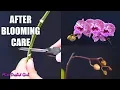 Download Lagu Orchid Care for Beginners - What to do after Phalaenopsis blooms fall? Cutting spike \u0026 aftercare