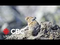 Fluffy mammals captivating UBC Okanagan researchers