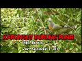 Download Lagu Karungut Kalimantan Tengah \