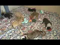 Ten puppies were found abandoned at a park Ocala nonprofit steps in to help
