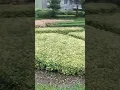 Download Lagu Beautiful Garden #satisfyling #asmrsound #shortvideo
