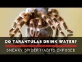 Do spiders drink water A tarantula s sneakiest habit