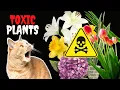 17 Common Houseplants That Are TOXIC to Cats