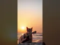 Download Lagu Kucing main gitar #kucing #kucinglucu #kucingimut #kucingkampung #kucingoren #kucingmaingitar
