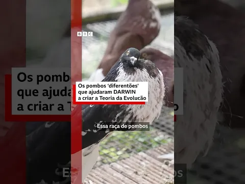 Como pombos ajudaram Darwin a entender a evolução