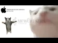 iPhone Ringtone but by a CAT - 1 hour version
