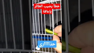 خطأ يرتكبه مربي الكناري قد يتسبب في إعاقة للطائر أو قتله 