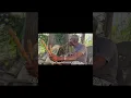 Download Lagu Moungongo, instrument de musique Gabonais - Jean Yves MESSISSE (Mboto) - Ndossi Village