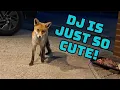 Download Lagu Usual suspects tonight. No sign of Sidney overnight, though! #fox #wildlife #cute #fyp #viralvideo 