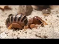 Jerusalem Crickets Only Date Drummers Deep Look