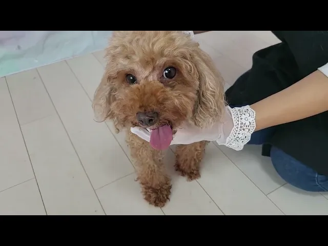 動画