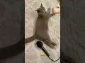 Download Lagu kucing kentut lucu banget 😆 cat fart
