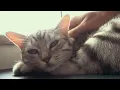 Cats Diagnosed With Bird Flu in New York