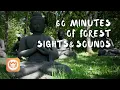 Download Lagu 60 Minutes of Forest Sights and Sounds from Plum Village | Immersive video