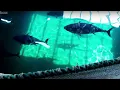 Download Lagu Breeding Southern Bluefin Tuna | Australia with Simon Reeve | BBC