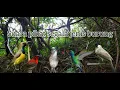 Download Lagu KUTILANG RIBUT VS BURUNG KEJEPIT