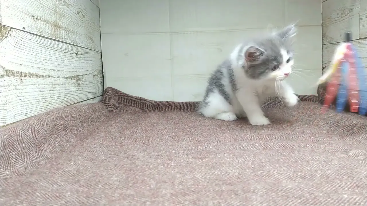 動画