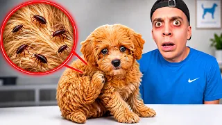 unser BABY HUND HUGO hat gefährliche FLÖHE bekommen... 😭