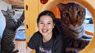 คอนโดแมวอันใหม่ เล่นกันสนุกสนาน