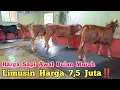 Download Lagu Review Harga Sapi Awal Bulan Turun Lebih Murah Limusin Harga 7,5 Juta‼️Agen Sapi Cak Sutris #cow