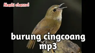 Download Suara pikat burung cingcoang mp3 MP3