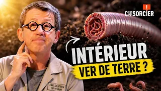 Que cache l’intérieur d’un ver de terre ? - C'est pas sorcier