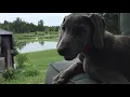 Nimi Riga July 15th - 21st 2019 Collecting Nimi from Westwind Retriever Training