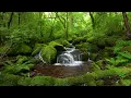 Amazing Nature Sounds, Birds Singing, Stream in the Beautiful Green Forest