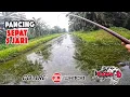 Download Lagu Pancing Ikan Sepat Siam | RAKUS Makan Selepas Hujan, PUYU Tua Pon DAPAT jugak