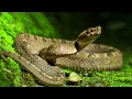 How Do Snakes Poop How do snakes poop bones How do snakes poop