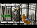 Download Lagu STOK BARU CUCAK ROWO TERNAKAN 27-8-2025