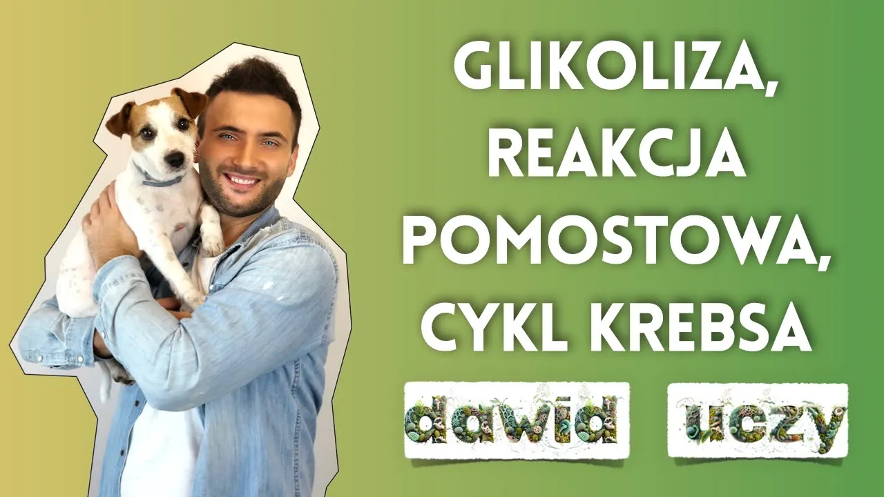 Glikoliza, reakcja pomostowa i cykl Krebsa