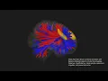 Functional connectivity of the Salience Network SN