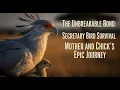 Lagu The Unbreakable Bond: Secretary Bird Survival Mother and Chick's Epic Journey