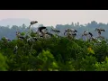 Lagu Discover Tuol Phanta Ley: A Peaceful Bird Conservation Paradise in Cambodia